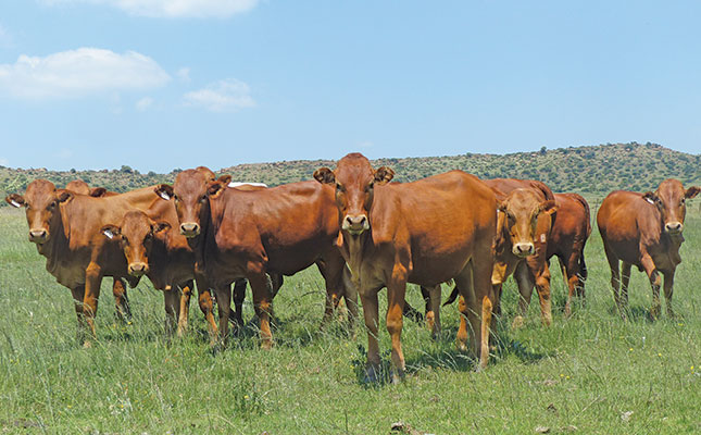Choosing Afrikaners for extensive beef production Choosing Afrikaners for extensive beef production
