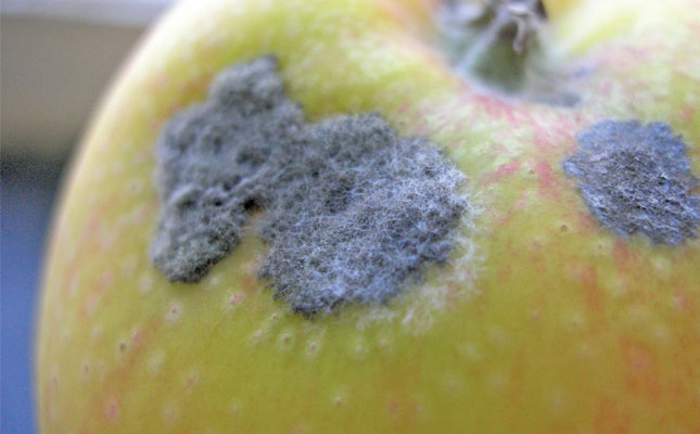 Higher temperatures increase risk of apple scab infection Higher temperatures increase risk of apple scab infection