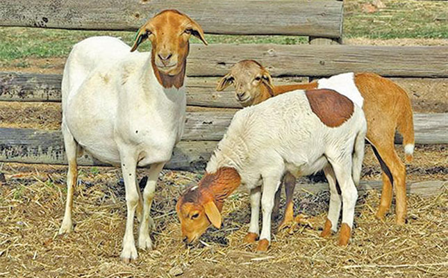 The basics of the Bapedi breed The basics of the Bapedi breed