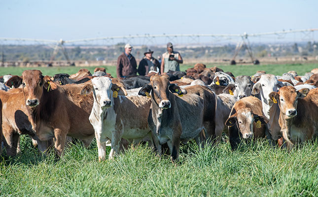 How Beefmaster Group helps cattle farmers How Beefmaster Group helps cattle farmers