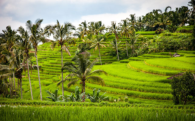 Strong resistance to new Indonesian peatland mega farms Strong resistance to new Indonesian peatland mega farms