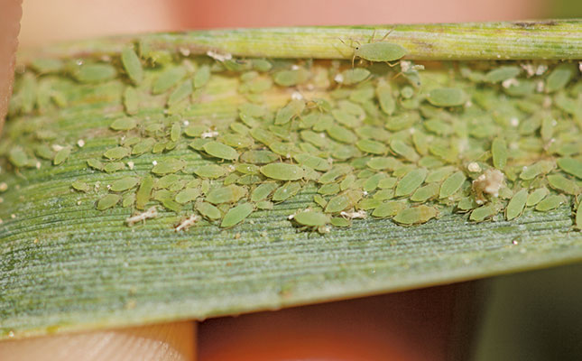 Russian wheat aphid: sustainable solutions to fight resistance Russian wheat aphid: sustainable solutions to fight resistance