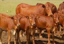 Sponsor a heifer for Free State wildfire victims