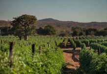 Claims of ill-treatment of workers ‘not fair or true’ – ZZ2