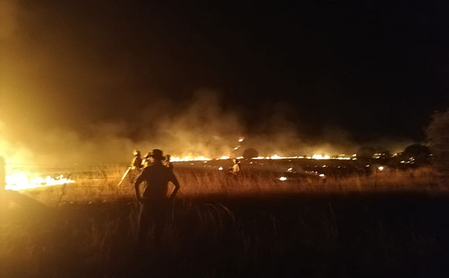 More than 1 800 livestock dead after Free State wildfires More than 1 800 livestock dead after Free State wildfires