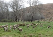 Africa the world’s “leading area” for farming development