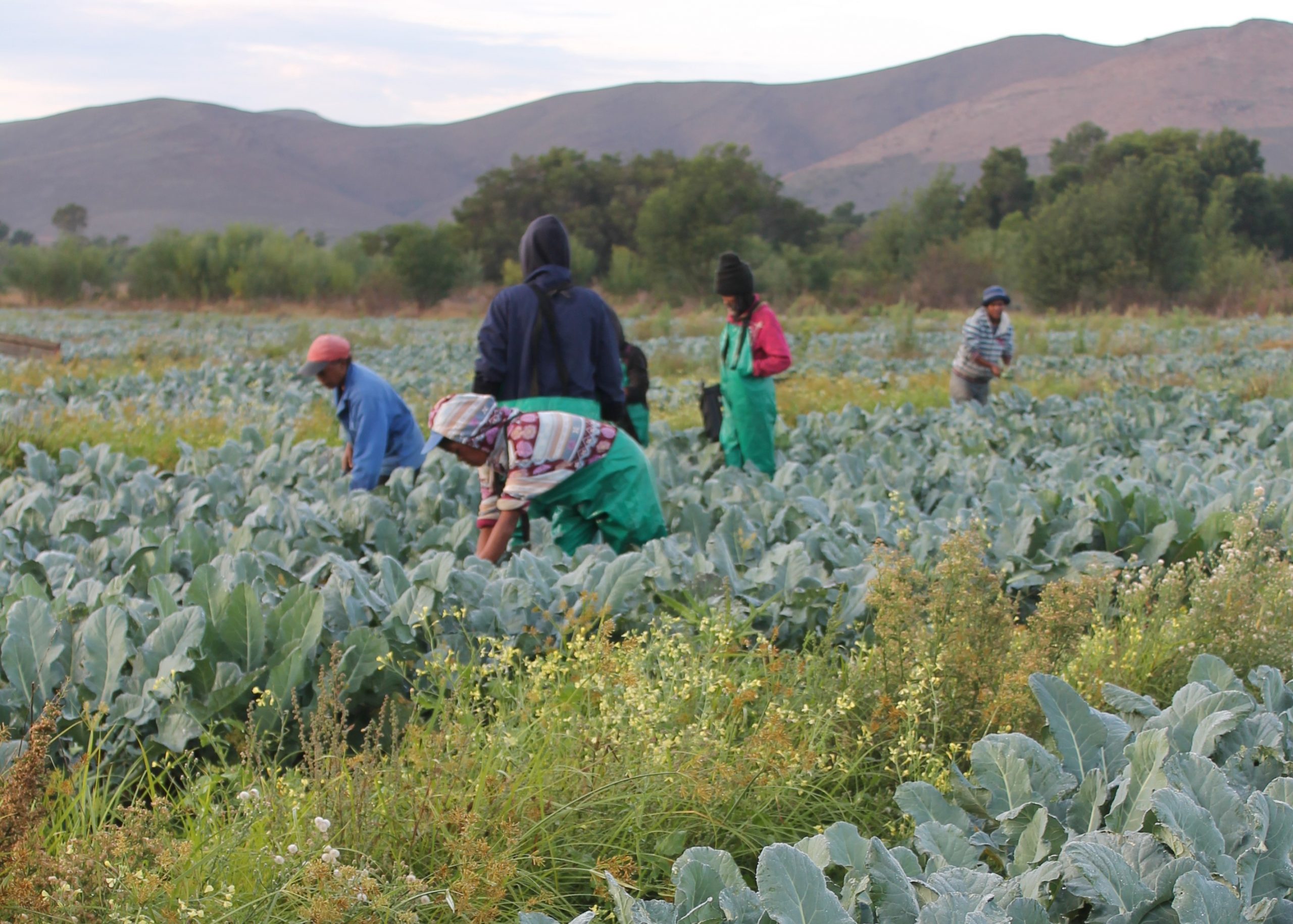Unlocking Africa’s agribusiness potential with platform thinking