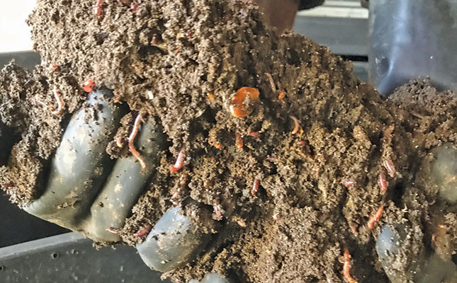Self-taught worm farmer recycles waste into compost Self-taught worm farmer recycles waste into compost