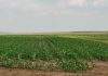 Wet conditions delay planting in eastern summer grain region