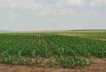 Wet conditions delay planting in eastern summer grain region