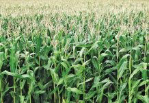 Imported inputs continue to hamper local grain production