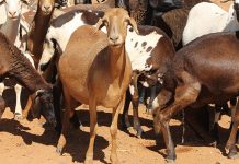 International award for Free State stock theft researcher