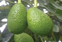 Avocados remain buoyant amid ‘insatiable demand’