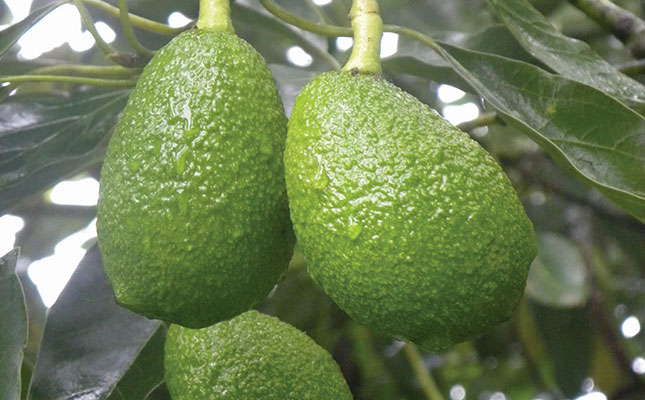 Avocados remain buoyant amid ‘insatiable demand’ Avocados remain buoyant amid ‘insatiable demand’