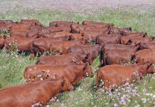 Good rains raise risk of insect-borne livestock diseases