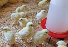 Subsistence farmers invited to apply for support vouchers