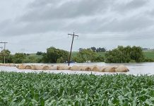 Heavy rain devastates grain lands in the western Free State