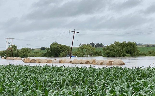 Heavy rain devastates grain lands in the western Free State Heavy rain devastates grain lands in the western Free State