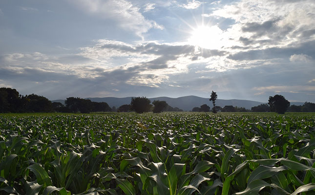 Mixed reaction to Mexico’s banning of GM maize Mixed reaction to Mexico’s banning of GM maize