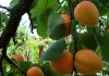 Apricot canning industry recovers after difficult period