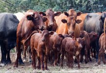 Farmers say ‘not worth their while’ to report stock theft