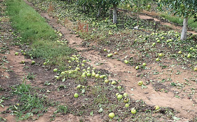 Langkloof hailstorm damages apple, pear crop Langkloof hailstorm damages apple, pear crop