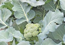 Broccoli farmers’ thriving business on a 1,5ha Lowveld plot