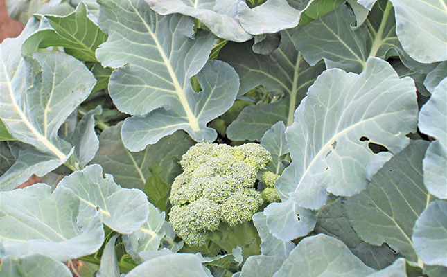 Broccoli farmers’ thriving business on a 1,5ha Lowveld plot Broccoli farmers’ thriving business on a 1,5ha Lowveld plot