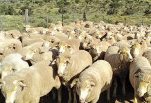Farmer swindled out of 1 300 sheep in R4,9m deal