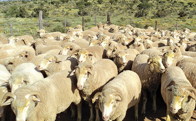 Farmer swindled out of 1 300 sheep in R4,9m deal Farmer swindled out of 1 300 sheep in R4,9m deal