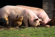 Speculators blamed for recent African swine fever outbreak