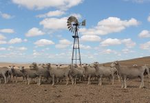 Solution needed for SA’s ‘complex’ communal land tenure