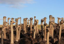 Luxury leather market plunges amid COVID-19 tourism slump