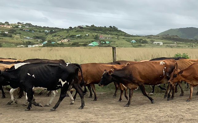 Calls for urgent investigation after cows ‘starve to death’ Calls for urgent investigation after cows ‘starve to death’