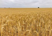 Watchdog needed to regulate SA’s grain industry