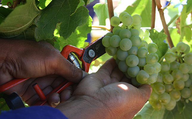 Bearish outlook for wine SA season continues Bearish outlook for wine SA season continues