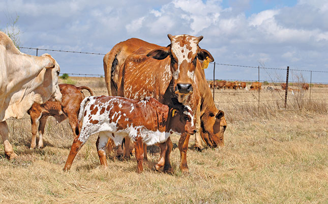 Mentorship: lessons from a pioneering Boran breeder Mentorship: lessons from a pioneering Boran breeder
