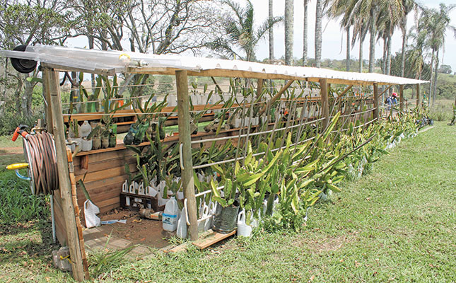 Dragon fruit: a weapon to fight food insecurity Dragon fruit: a weapon to fight food insecurity