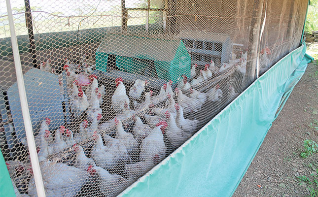 Online training gives wings to developing poultry farmers Online training gives wings to developing poultry farmers