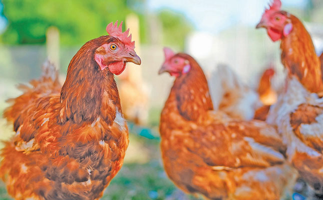 SA on high alert after second avian flu case is confirmed