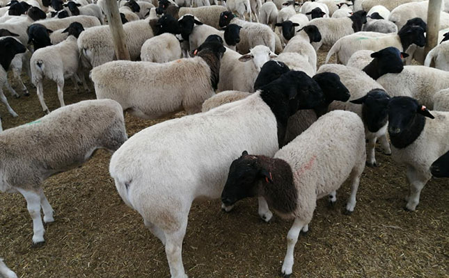Guidelines for livestock exports by sea now open for comment Guidelines for livestock exports by sea now open for comment