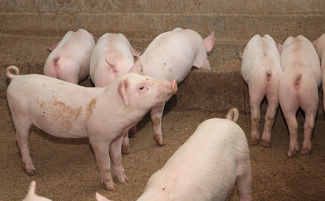 15 000 pigs to be culled after AFS outbreak in North West 15 000 pigs to be culled after AFS outbreak in North West