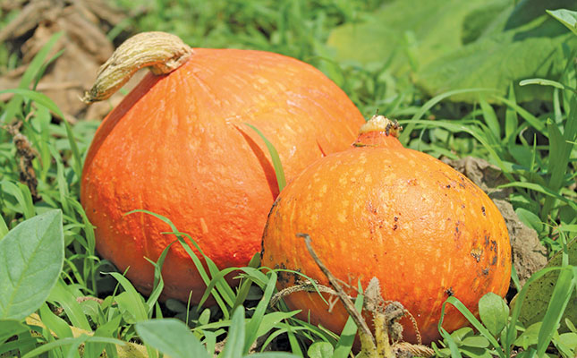 New pumpkin variety set to make inroads into high-end market New pumpkin variety set to make inroads into high-end market
