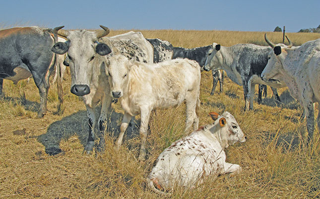 Improving heat stress management in beef cattle Improving heat stress management in beef cattle