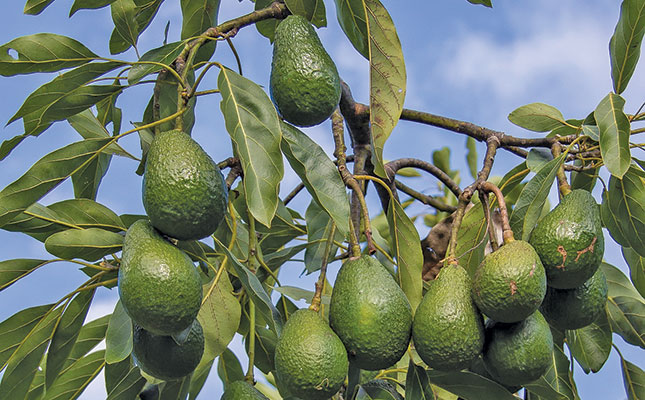 Beware of these avocado diseases Beware of these avocado diseases