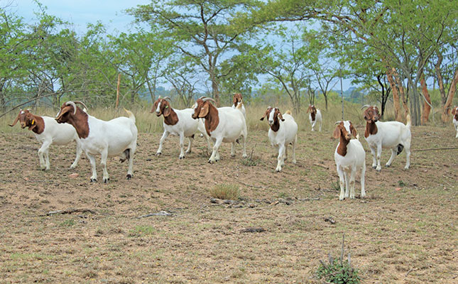 High demand for Boer goat meat brings opportunity High demand for Boer goat meat brings opportunity