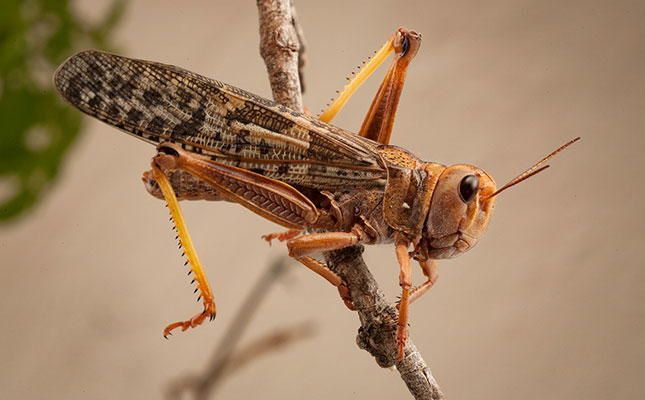Brown locust outbreaks threaten Southern Africa Brown locust outbreaks threaten Southern Africa