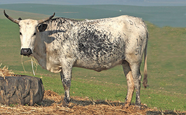 Beef cattle basics: Choose the right breed for your farm Beef cattle basics: Choose the right breed for your farm