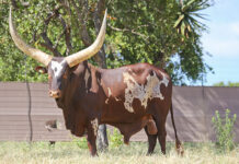 Bright future for Ankoles as bull nets R3 million at auction Sebastiaan-Ankole-bull