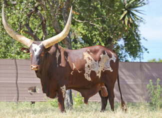 Bright future for Ankoles as bull nets R3 million at auction Sebastiaan-Ankole-bull